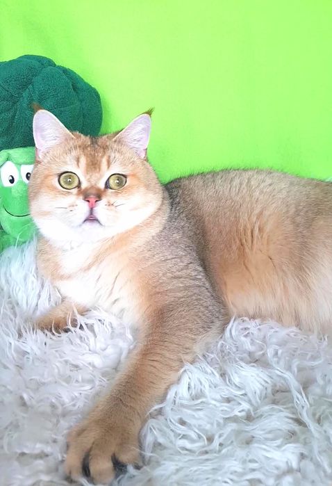 КОТИК ДЛЯ РОДИНИ золота шиншилла, 1 рік