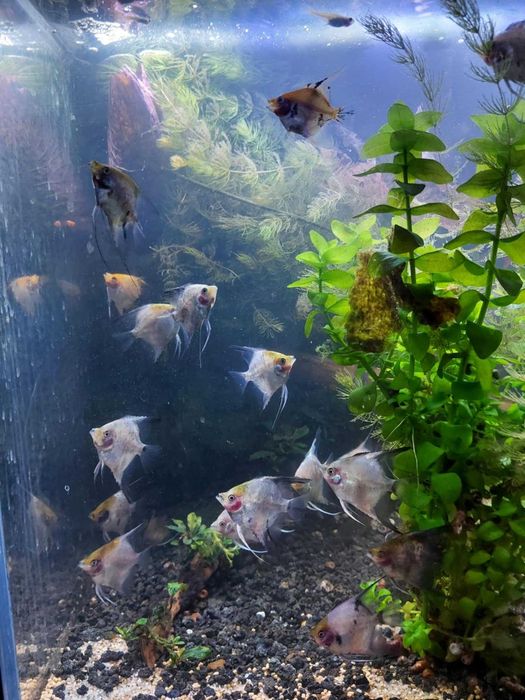 Skalar koi i blusing