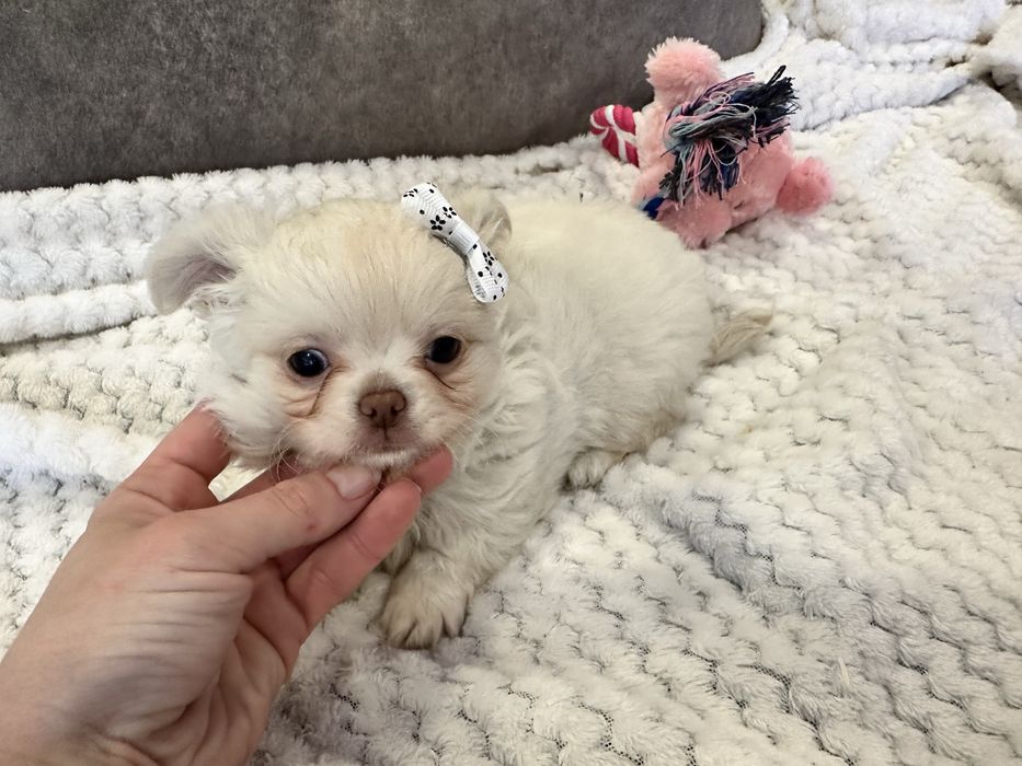 Chihuahua Russo macho mini pêlo comprido