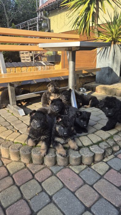 Suczki owczarka niemieckiego