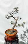 Pre Bonsai sosna pospolita