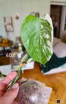Monstera variegata