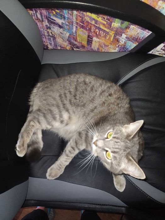 Апостолове загубилася кішка вул. Рекордна