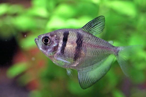 Ryba Żałobniczka (tetra czarna) AQUALIFE sklep zoologiczny