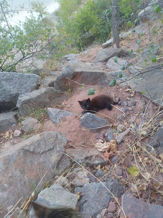 Красивые котята даром. Кот. Кошка. Котенок. Бесплатно