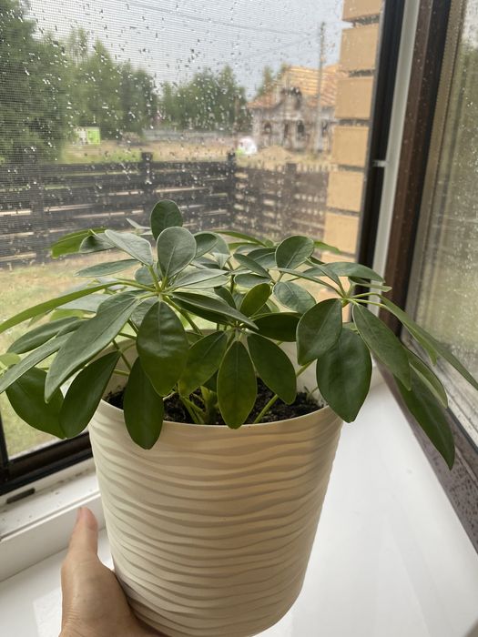 Шефлера молода