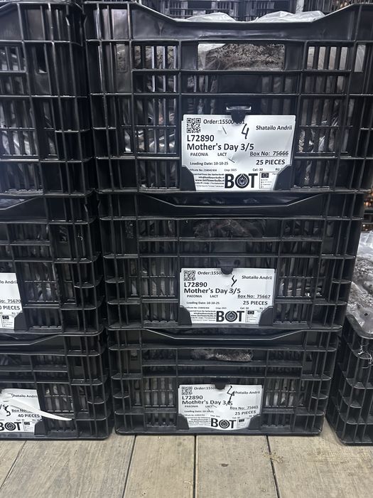 Корінці Голландського сортового піону