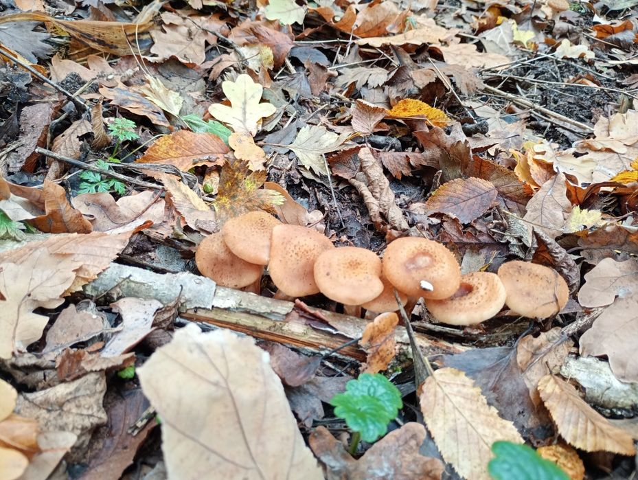 Опеньки консервовані