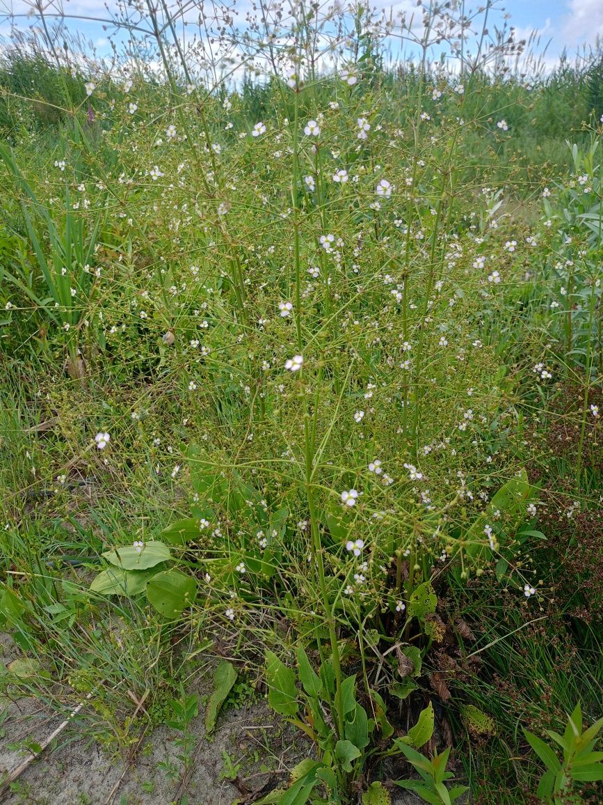 Рогоз широколистный (Typha latifolia) для пруда, водоема