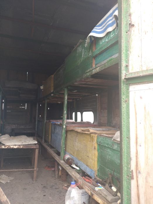 Пчелопавильон, пчёлы