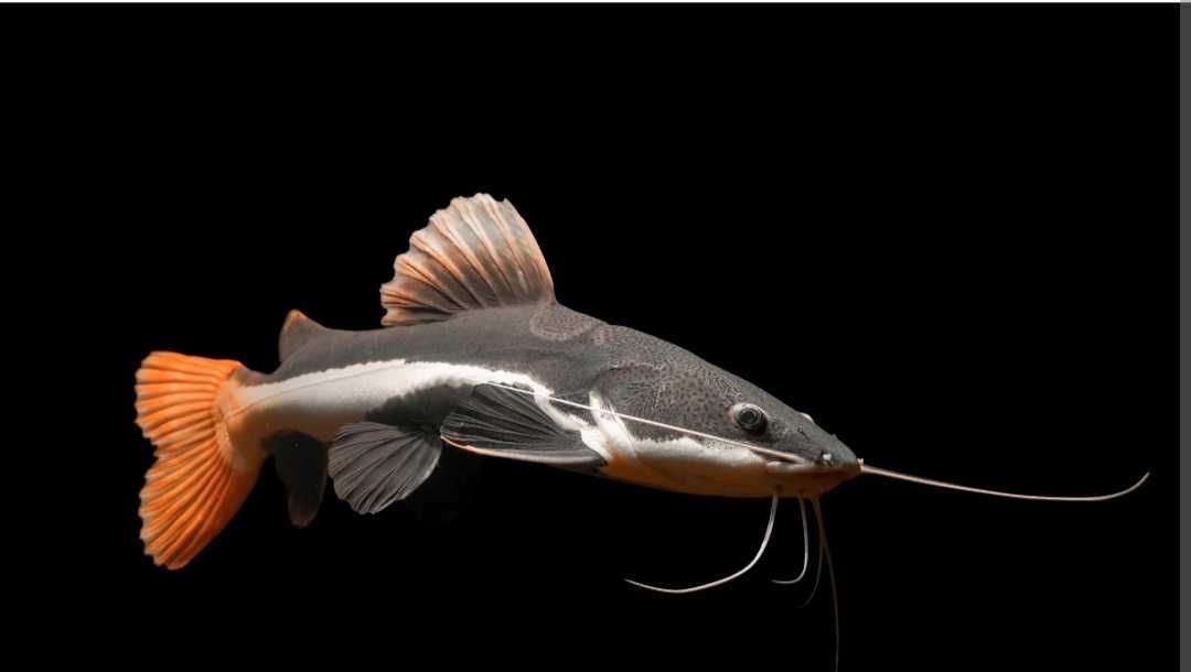 red tail catfish