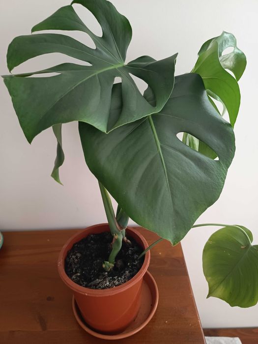 Kwiat doniczkowy monstera