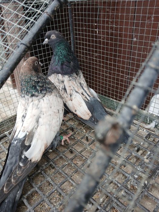 Gołębie kierowogradzkie