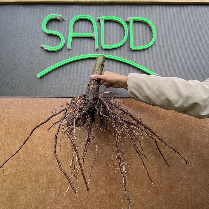 Павловнія для дров, Павловния промышленная, Pao-Tong Стовбур 2см