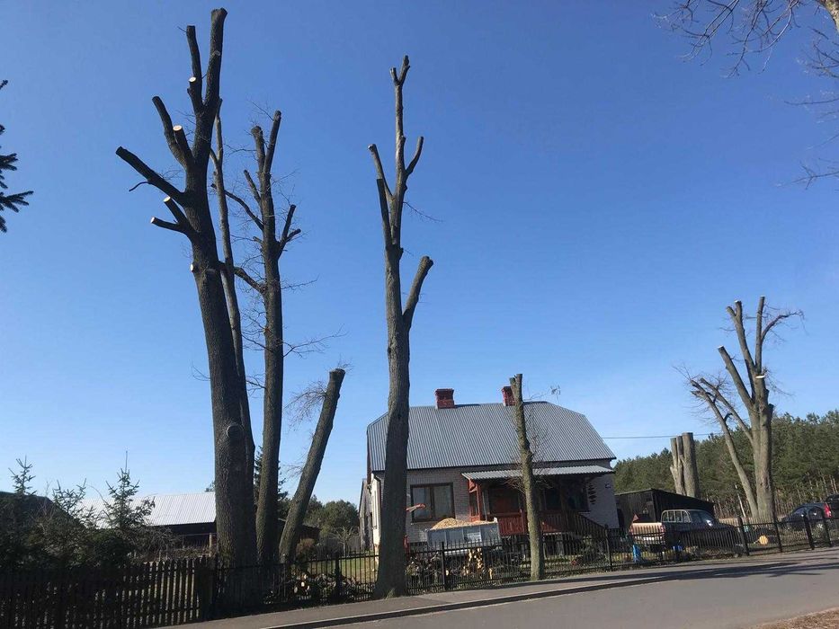 Profesjonalna Wycinka Drzew, Rębakowanie i Pielęgnacja Zieleni