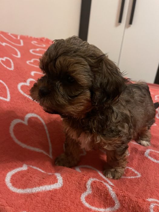 Shihpoo- shih tzu, pudel