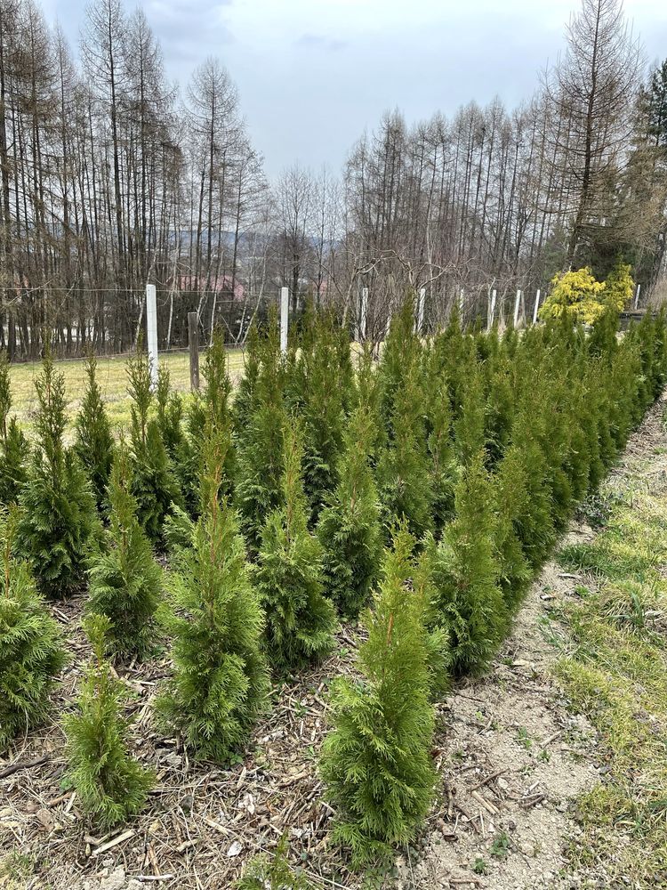 Tuja szmaragd z gruntu 90-120 cm