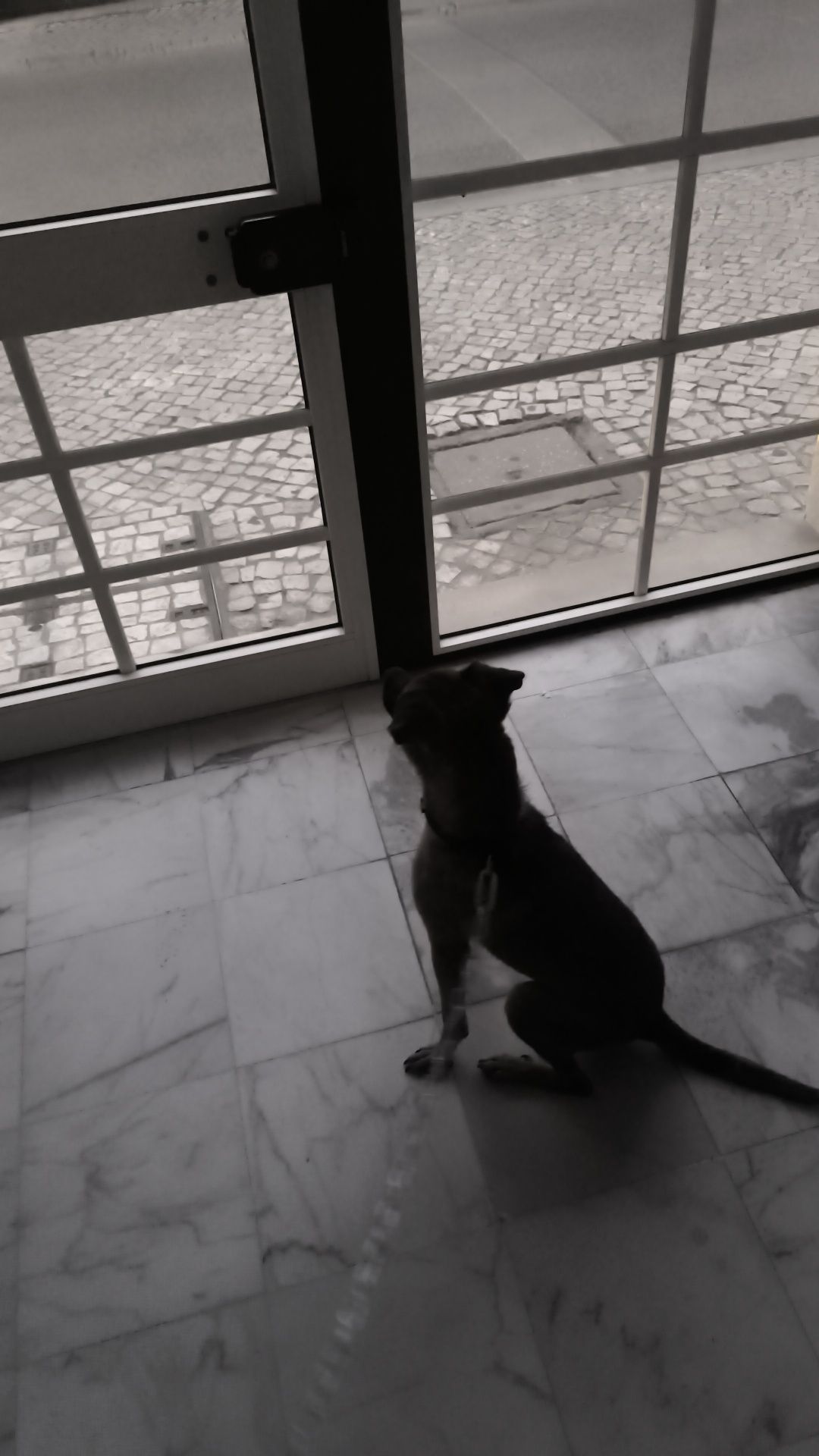 Cadela para adoção responsável