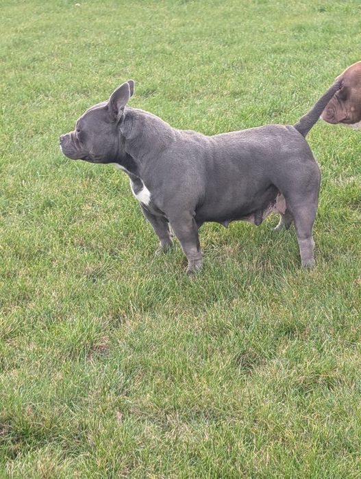 American bully suka