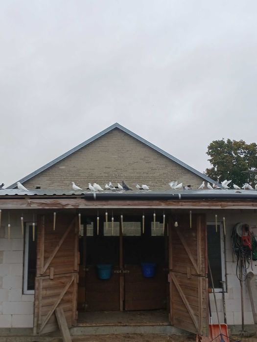 Pocztowe Białe na sprzedaż