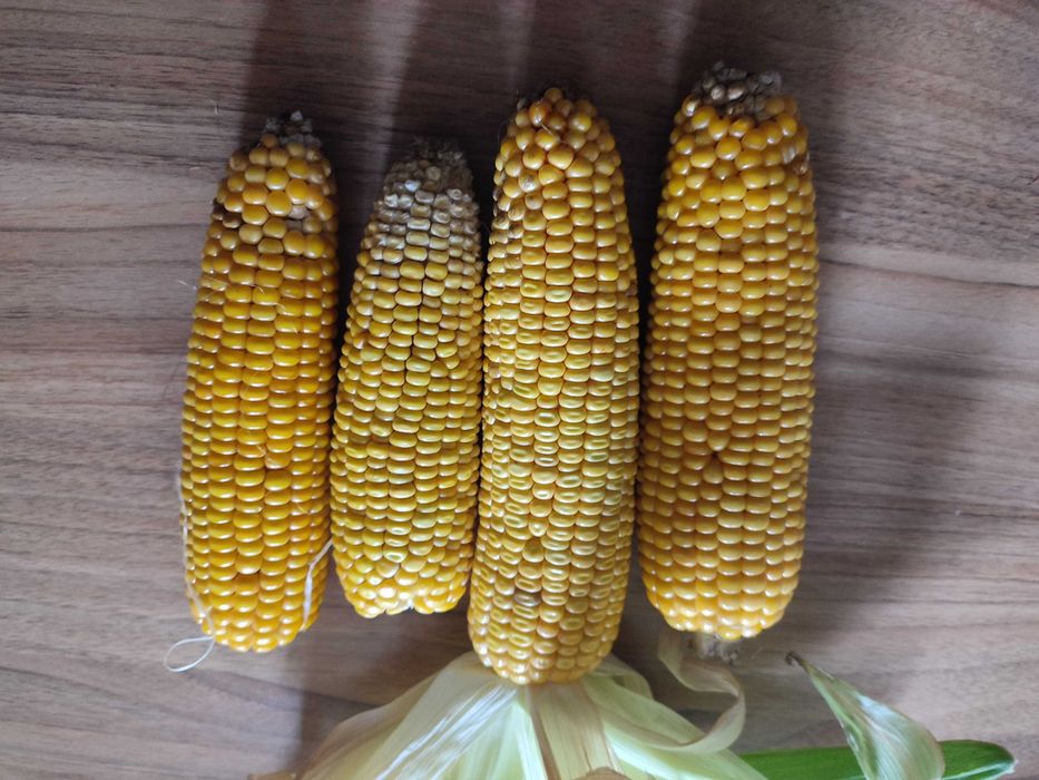 Kukurydza ziarno