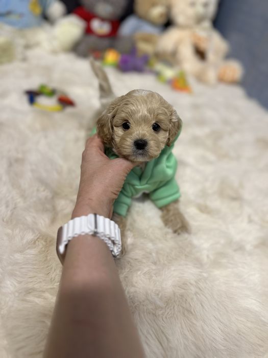 Мальтіпу ф1 хлопчик