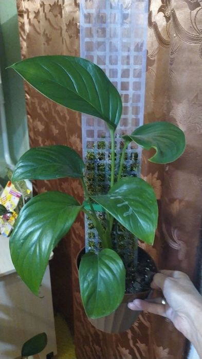 Монстера Фридрихшталя