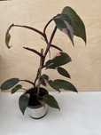 Philodendron Pink Princess