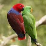 Casal de papagaios ecletus bebés