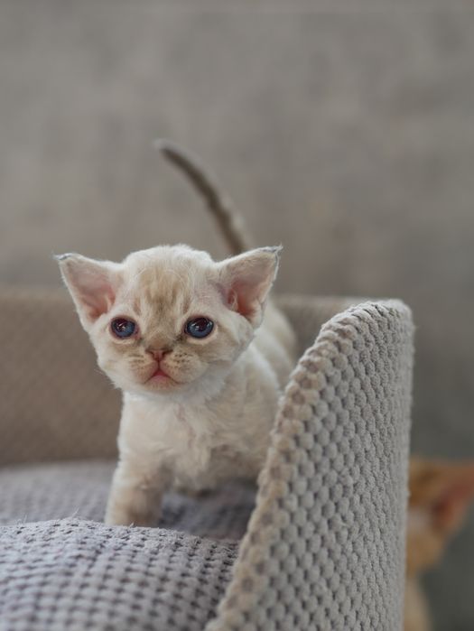 Devon Rex, dziewczynka