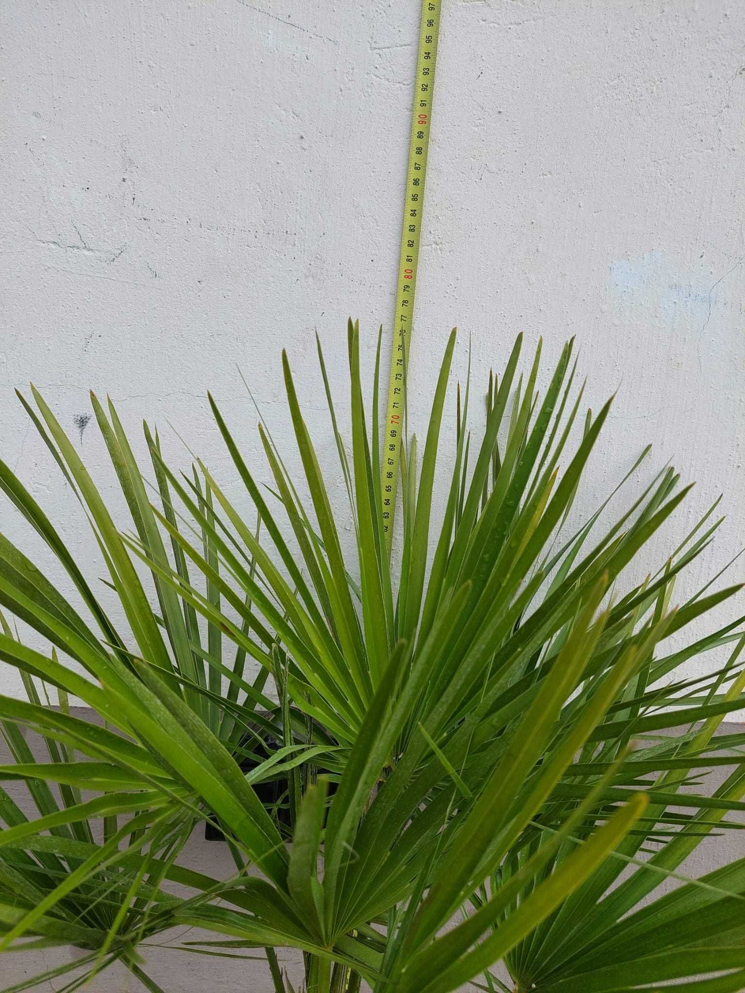 Palmy Chamaerops Humilis 80cm/60cm