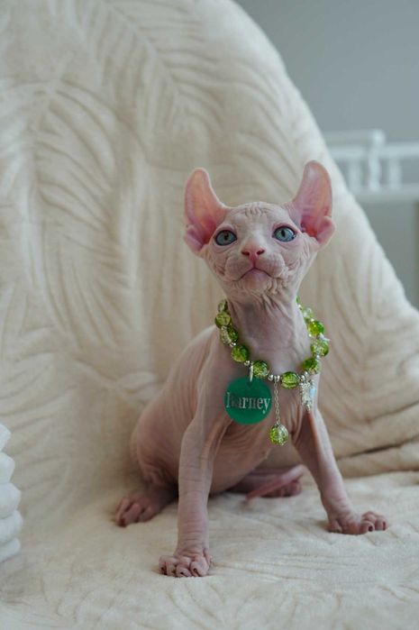 Барні хлопчик породи Ельф