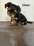 Sprzedam ślicznego chłopczyka Yorkshire Terrier