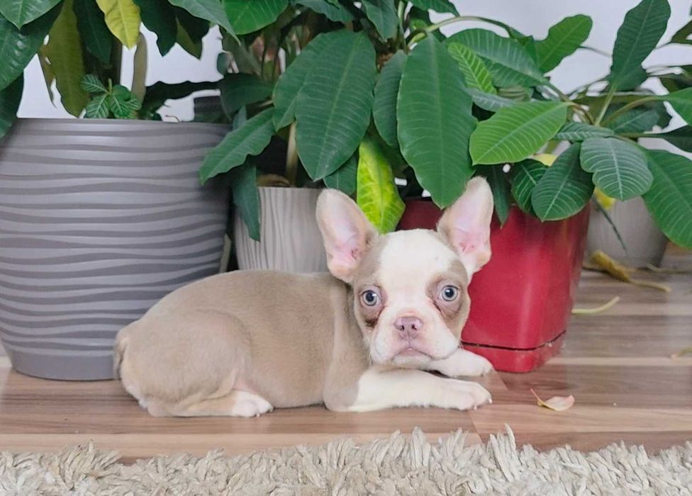 Buldog Francuski Isabell fluffy Lilac tan Platini