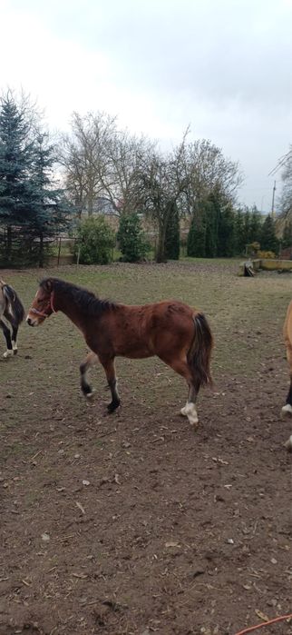 Sprzedam kuce walijskie- redukcja stada