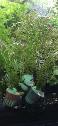 Rotala Rotundifolia - Planta de aquário água doce