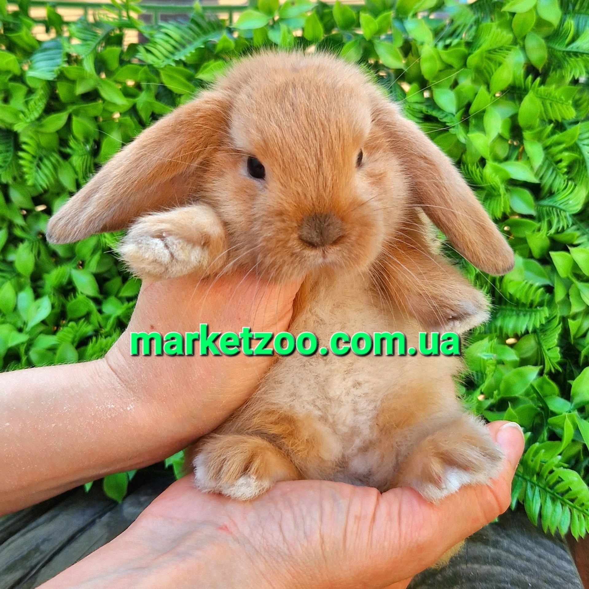 Карликовые мини кролики вислоухие баранчики mini lop,мiнi висловухi