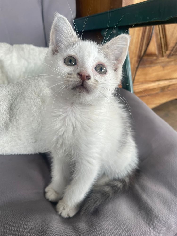 Gatinha para adoção em Espinho