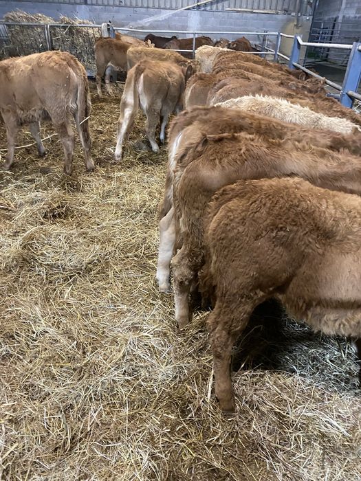 Lote de Vitelas cx de Limousines