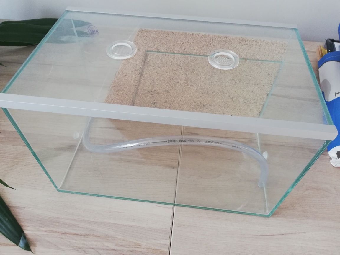 Formikarium dla mrówek