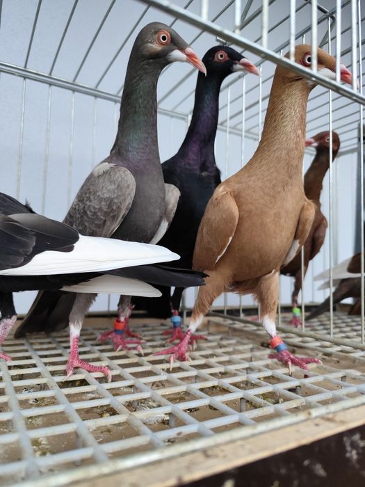 Podbródki bródki brudek