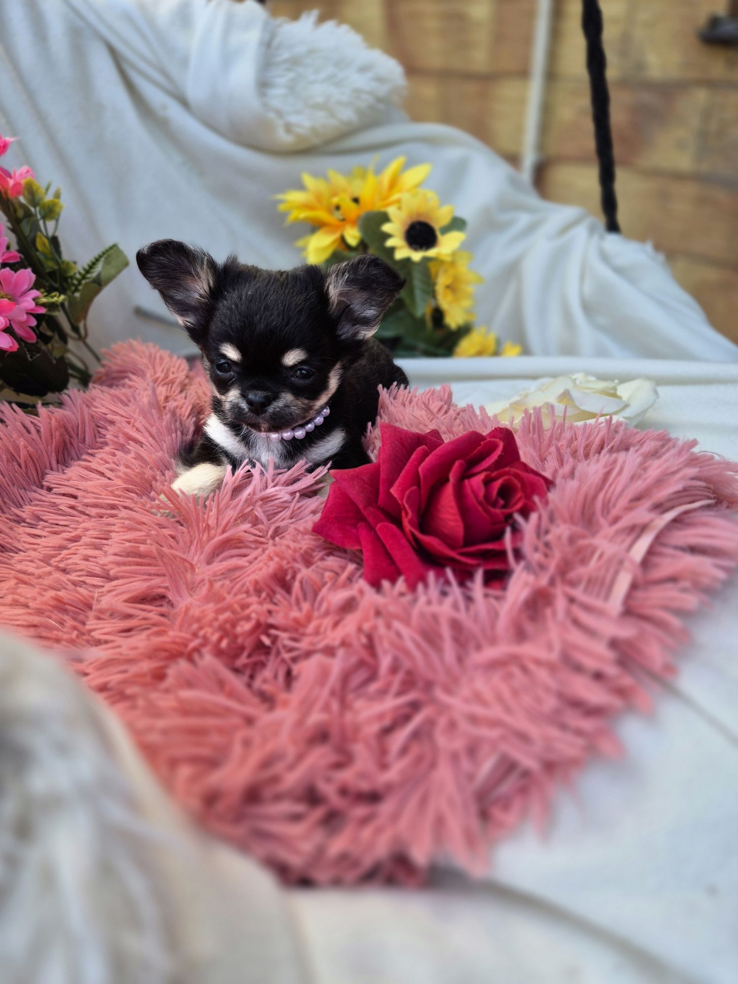 Śliczny Piesek Chihuahua XS!
