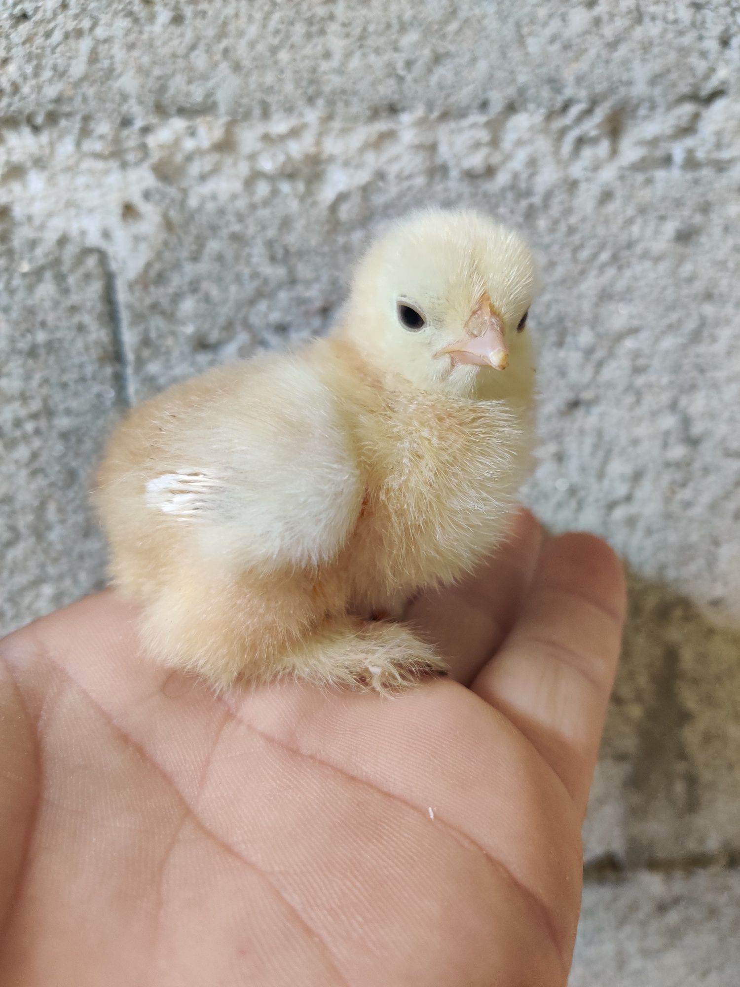 Ovos e Pintos várias raças