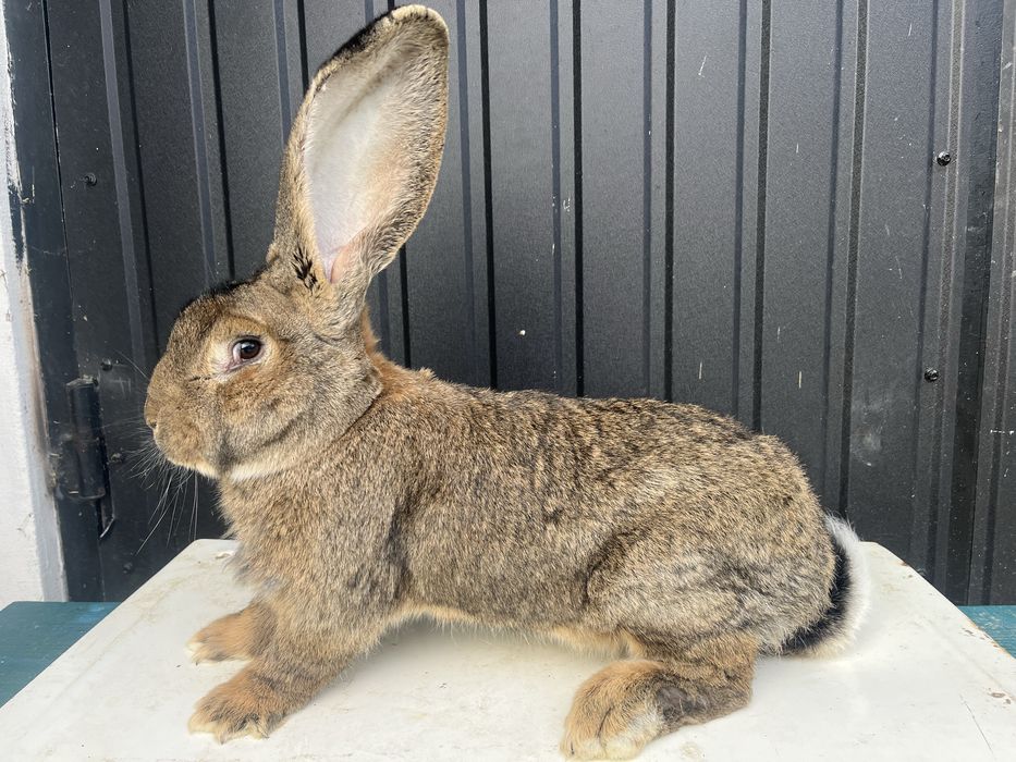 Продаються кролі Бельгійський велетень