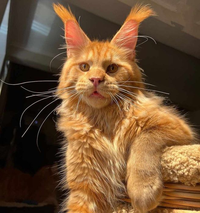 Котята на продажу