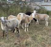 Ovelhas prenhas  e carneiro cx de merino ( 1 ano )