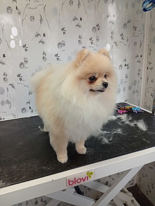 Fryzjer dla psa Groomer