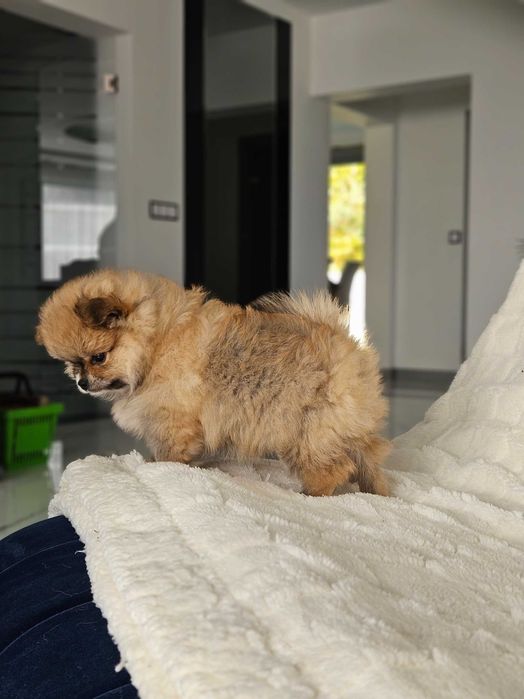 Szpic miniaturowy - pomeranian - rudy