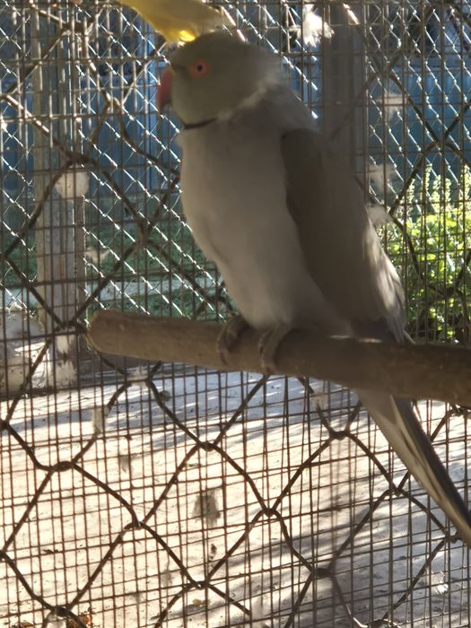 Ringneck para cedencia