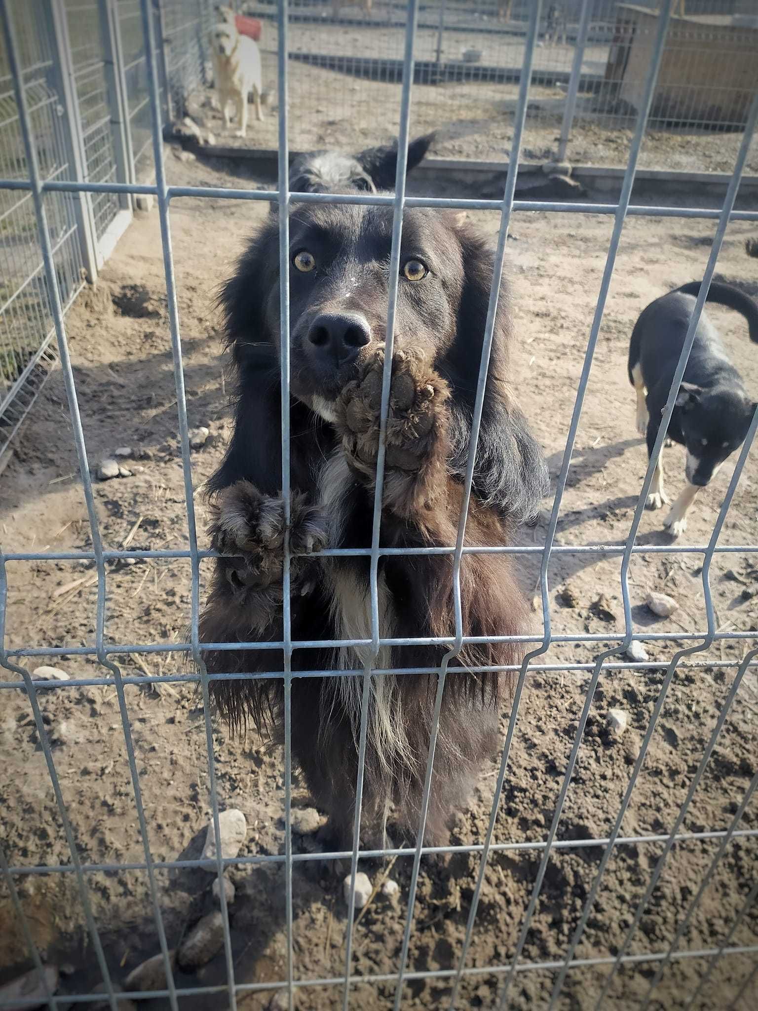 Szukamy domu dla psa czarusia